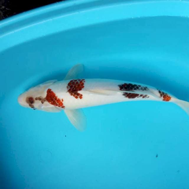 GOROMO JANTAN