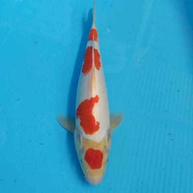 Maruten kohaku 30 bu