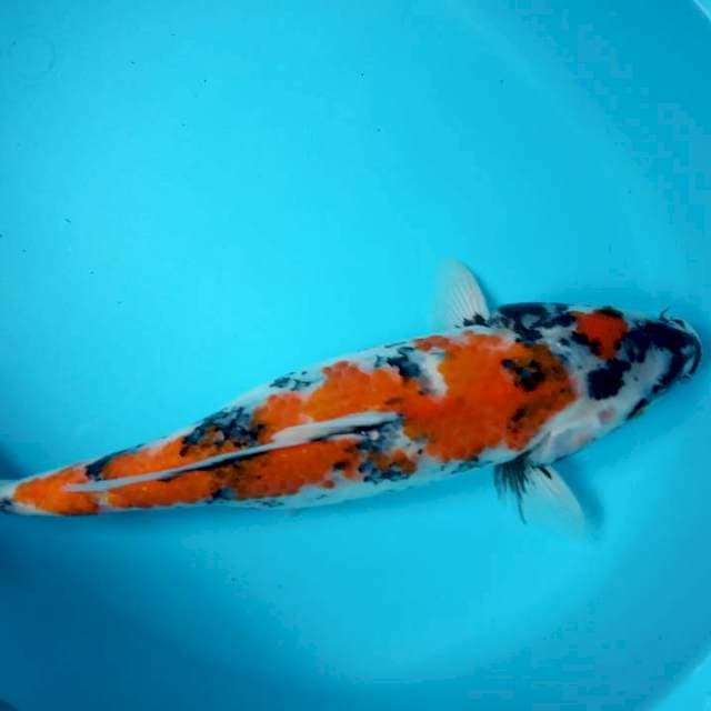 SHOWA 37 CM