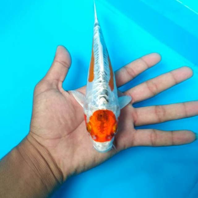 Maruten kujaku