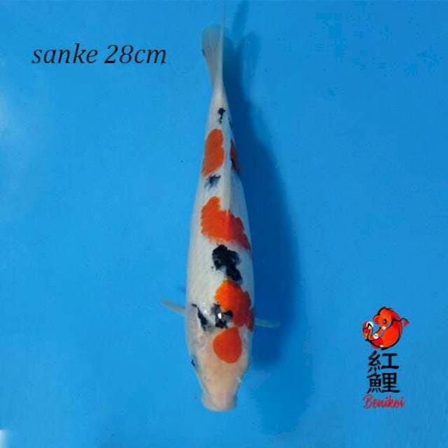 Sanke subo sumi 28cm