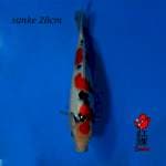 Sanke subo sumi 28cm