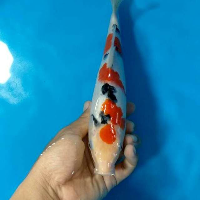 Sanke subo sumi 28cm