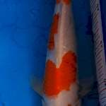Kohaku F1 (sakai)