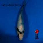 Shiro tategoi 32cm