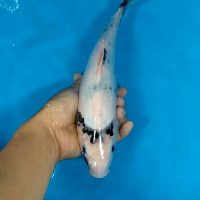 Shiro tategoi 32cm