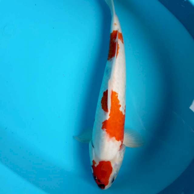 JANTAN 42 CM