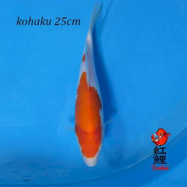 Kohaku 25cm