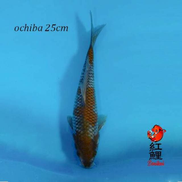 Ochiba shigure 25cm