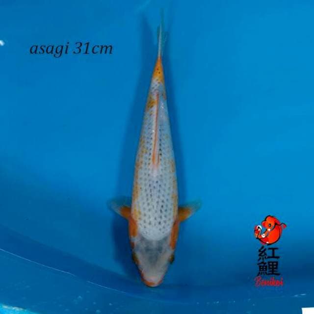F1 asagi 31cm