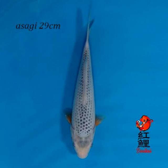 F1 asagi 29cm