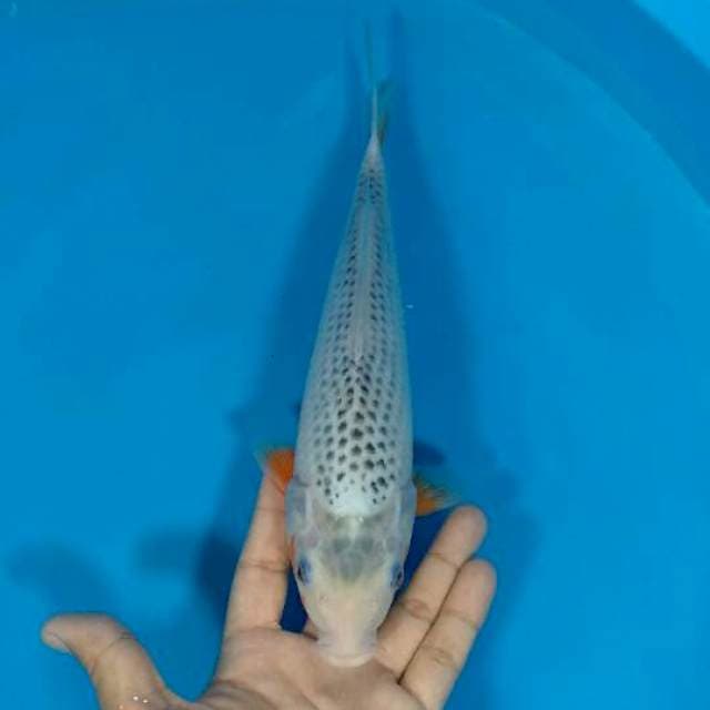 F1 asagi 29cm