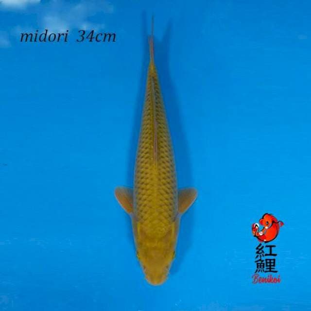 Midorigoi 34cm jumbo tosai