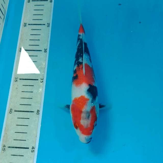Showa 22 cm