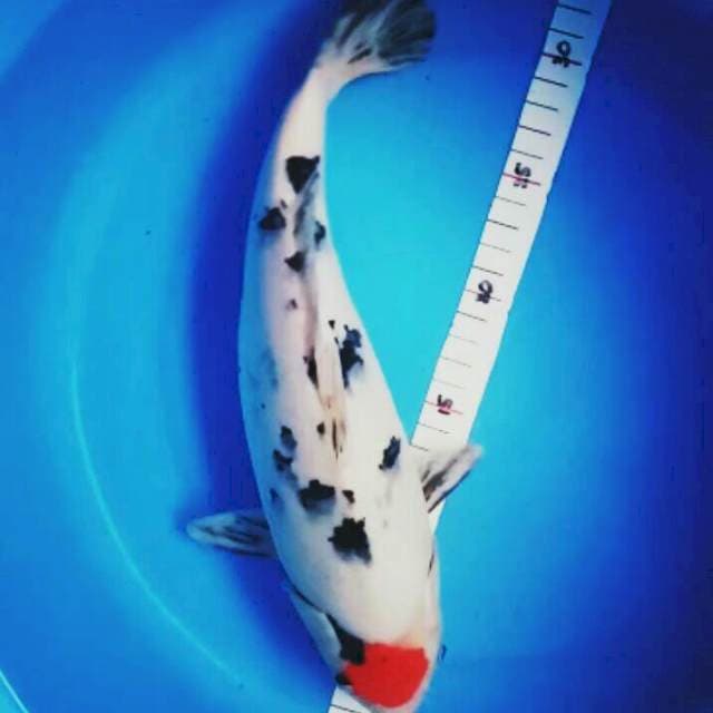Tancho sanke ori 34cm