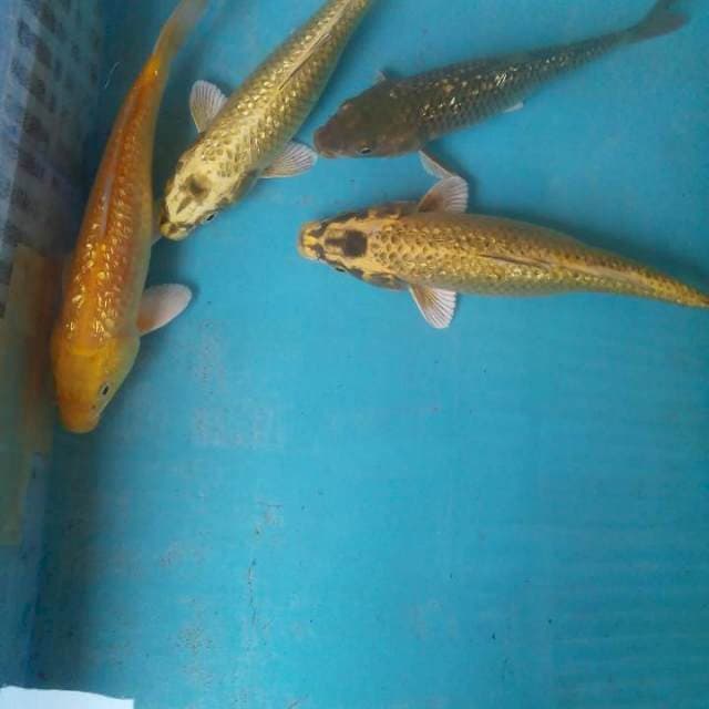Ship Ginrin18-20