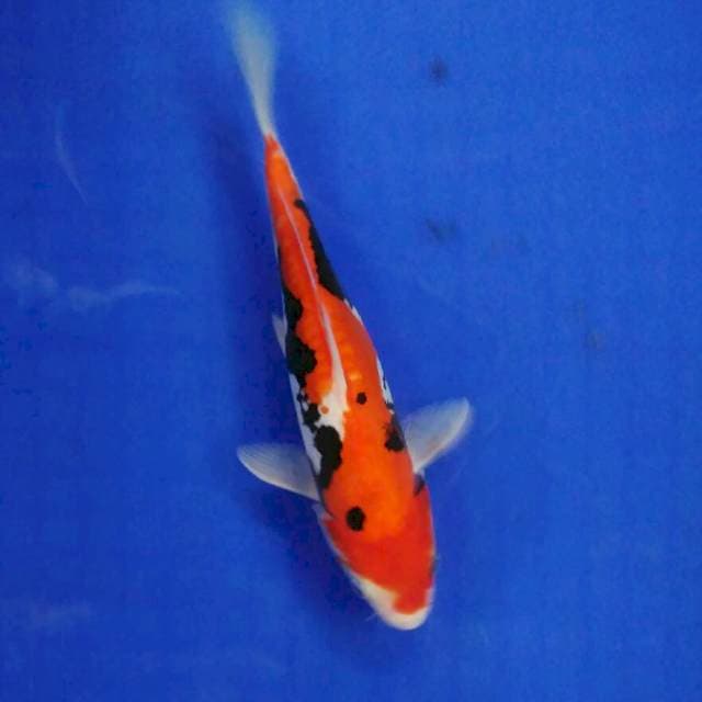 Beni kumonryu 23cm