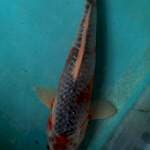 Unik ori 27 cm