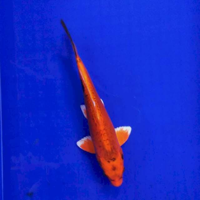 Macan tutul 27cm