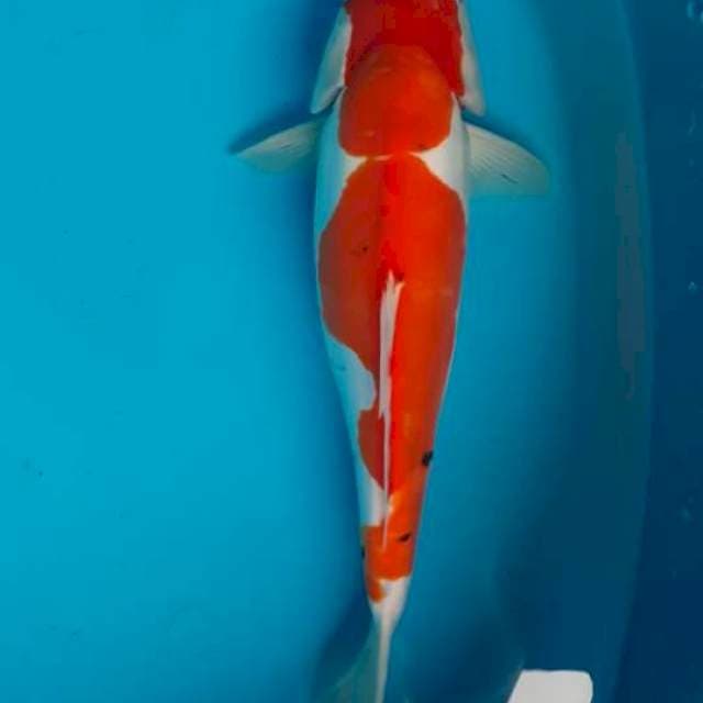 Kohaku