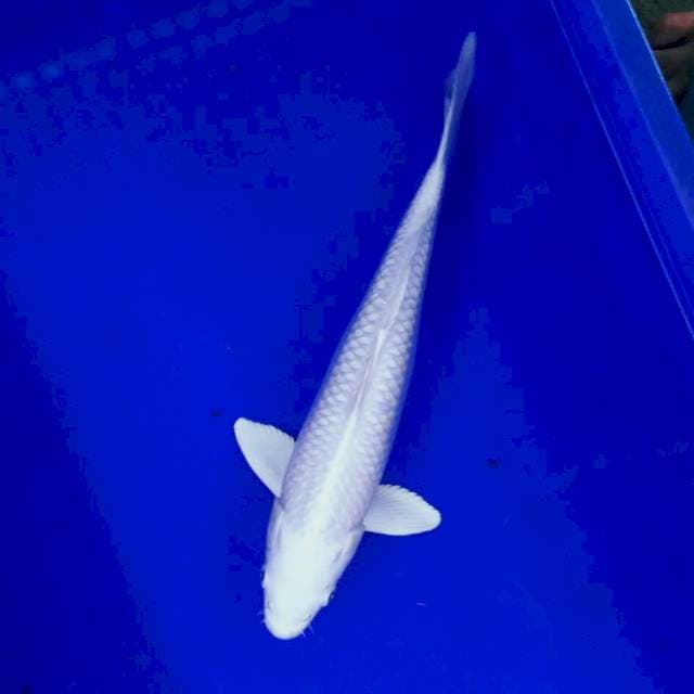 White snow 32cm