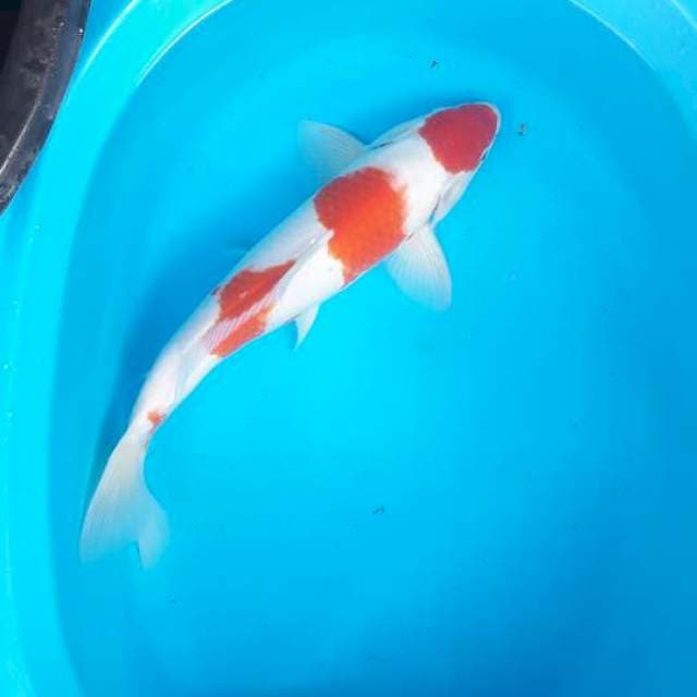 Kohaku