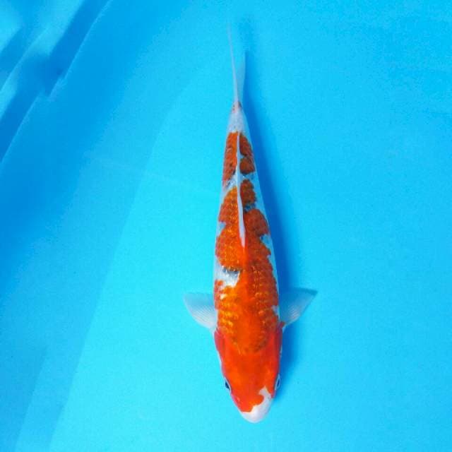 Ghosiki Ginrin 33cm