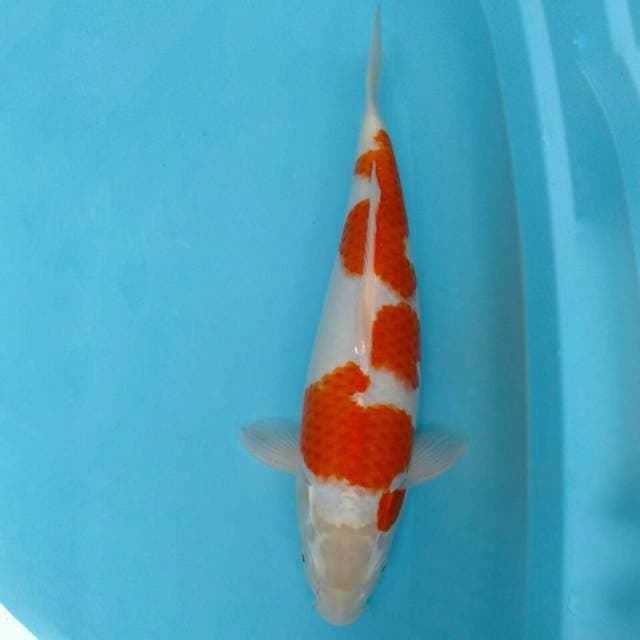 Kohaku 44CM