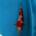 Kohaku 44CM