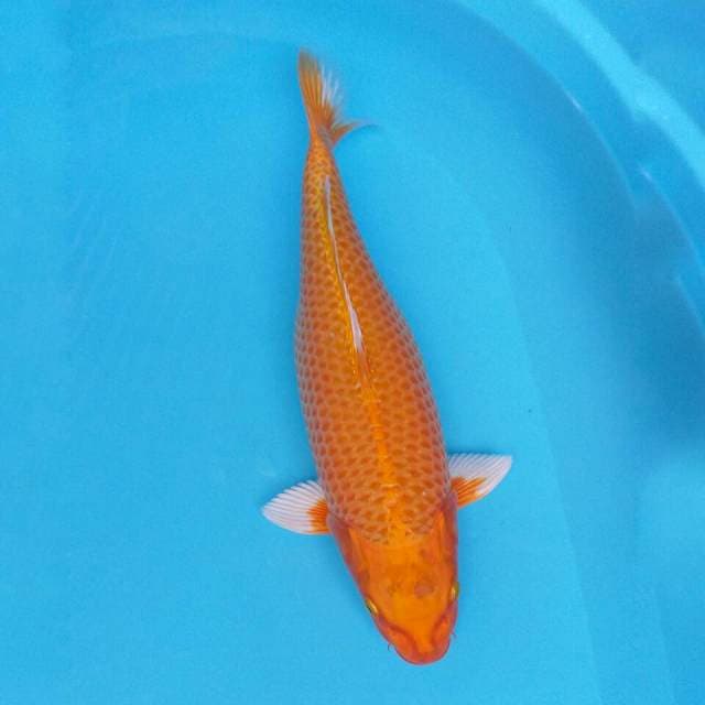 Orenji Ogon 40cm