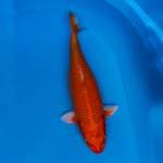 Orenji Ogon 40cm 