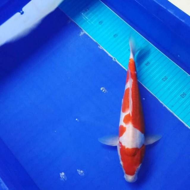 Doitsu kohaku 30 cm