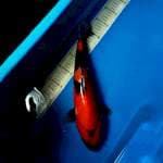 Showa 37cm