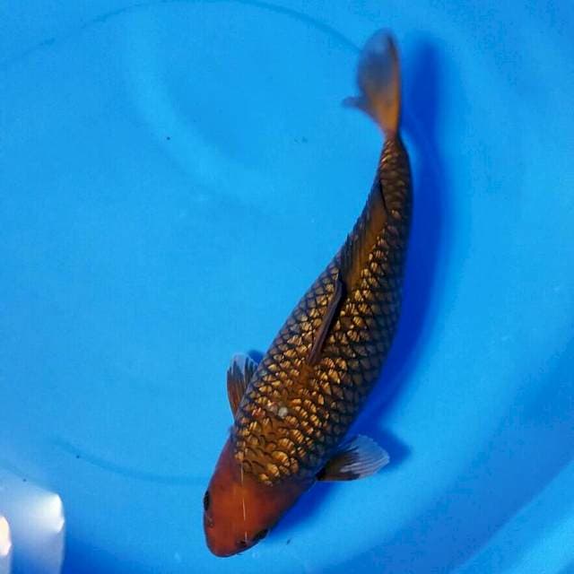 Superior Chagoi Ginrin 39cm