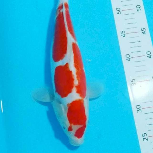 # kohaku doitsu 34cm#