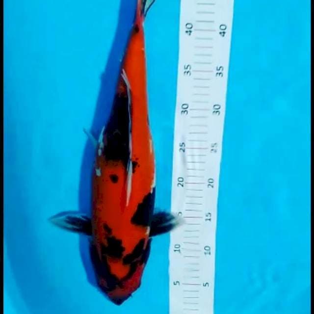 #46cm showa#