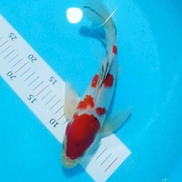 # kumpay 28cm #