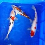 Kohaku sankei gujaku -+ 32 cm