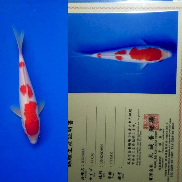 Kohaku import marusei