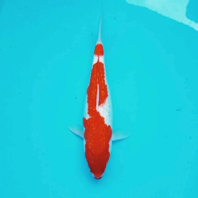 Ginrin kohaku Joss*29cm
