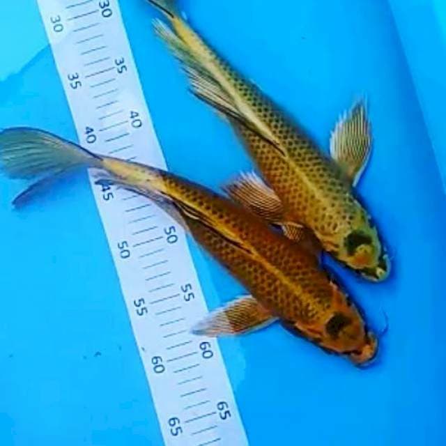 # 37-37 cm #