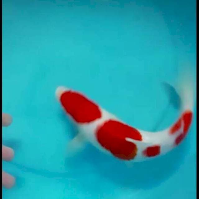 kohaku super korban PHP