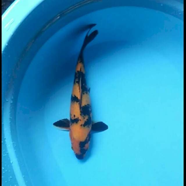 Ki utusri male 33cm