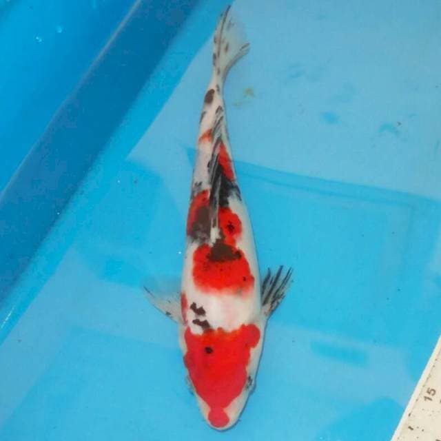 30cm SANSHOKU
