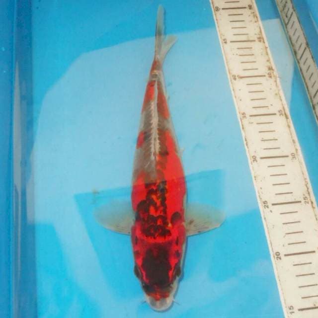 BENI KIKO MERAH MERONA