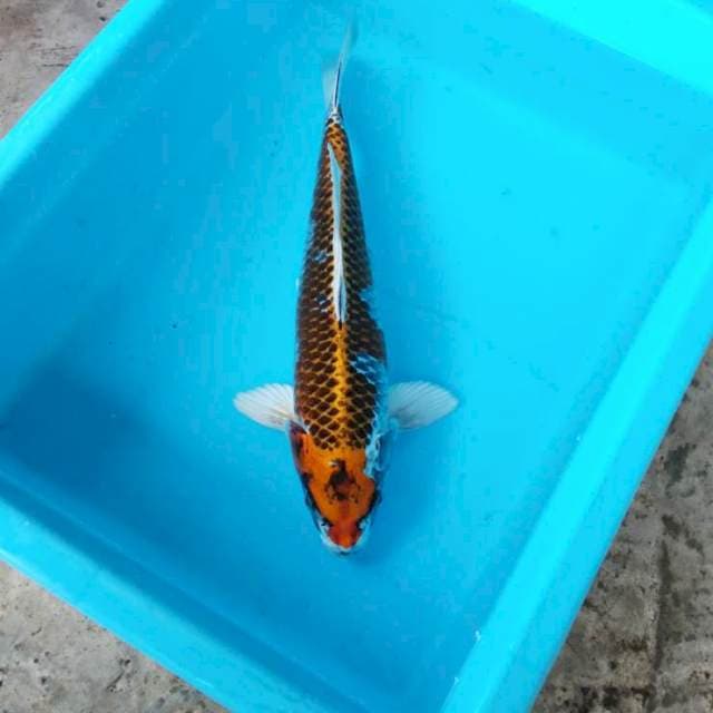 NJK - RING MUTIARA