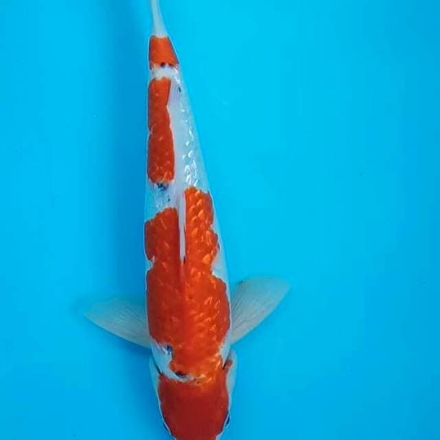 Sanke ginrin memukau 32cm