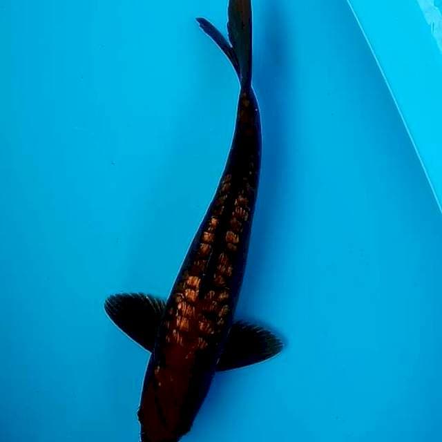 Karasugoi super antik 33cm
