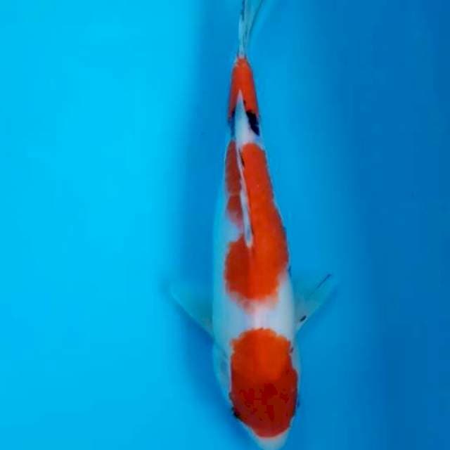 Sanke 28cm