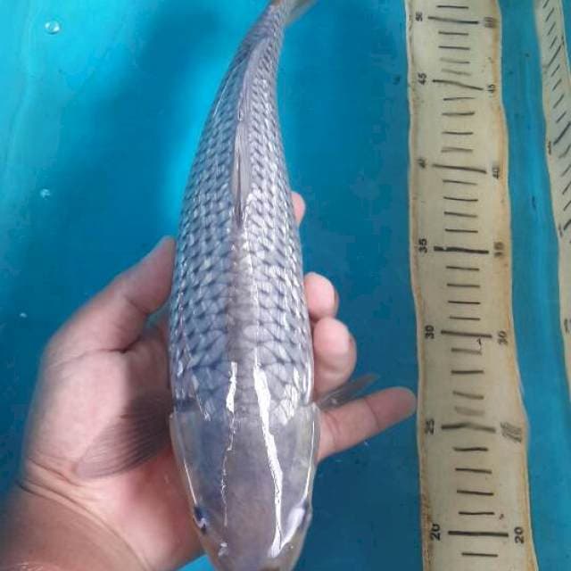 soragoi ginrin 37 cm male